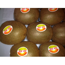 New Crop for Exporting Fresh Kiwi
